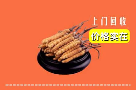 襄阳市老河口回收冬虫夏草
